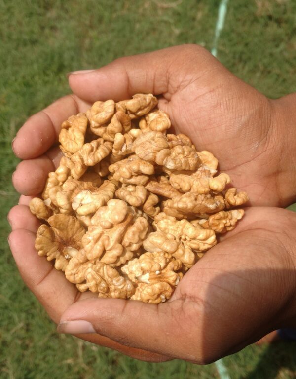3P Light Half Kashmiri Walnut Kernels - Image 2