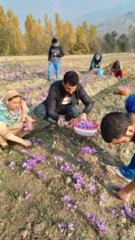 Kashmiri Saffron - 1gm - Image 2
